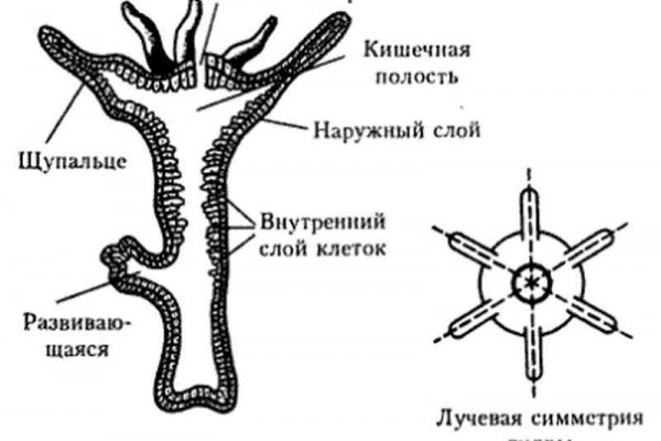 Официальный сайт кракен kraken