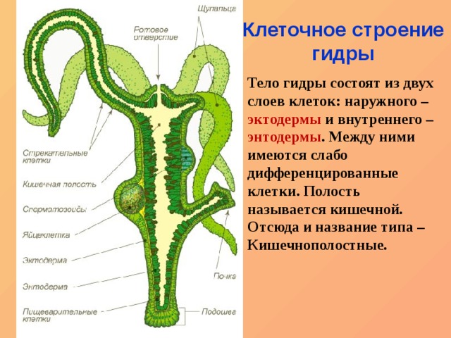 Официальный сайт kraken ссылки зеркала